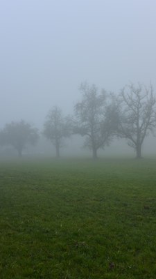 Nebel