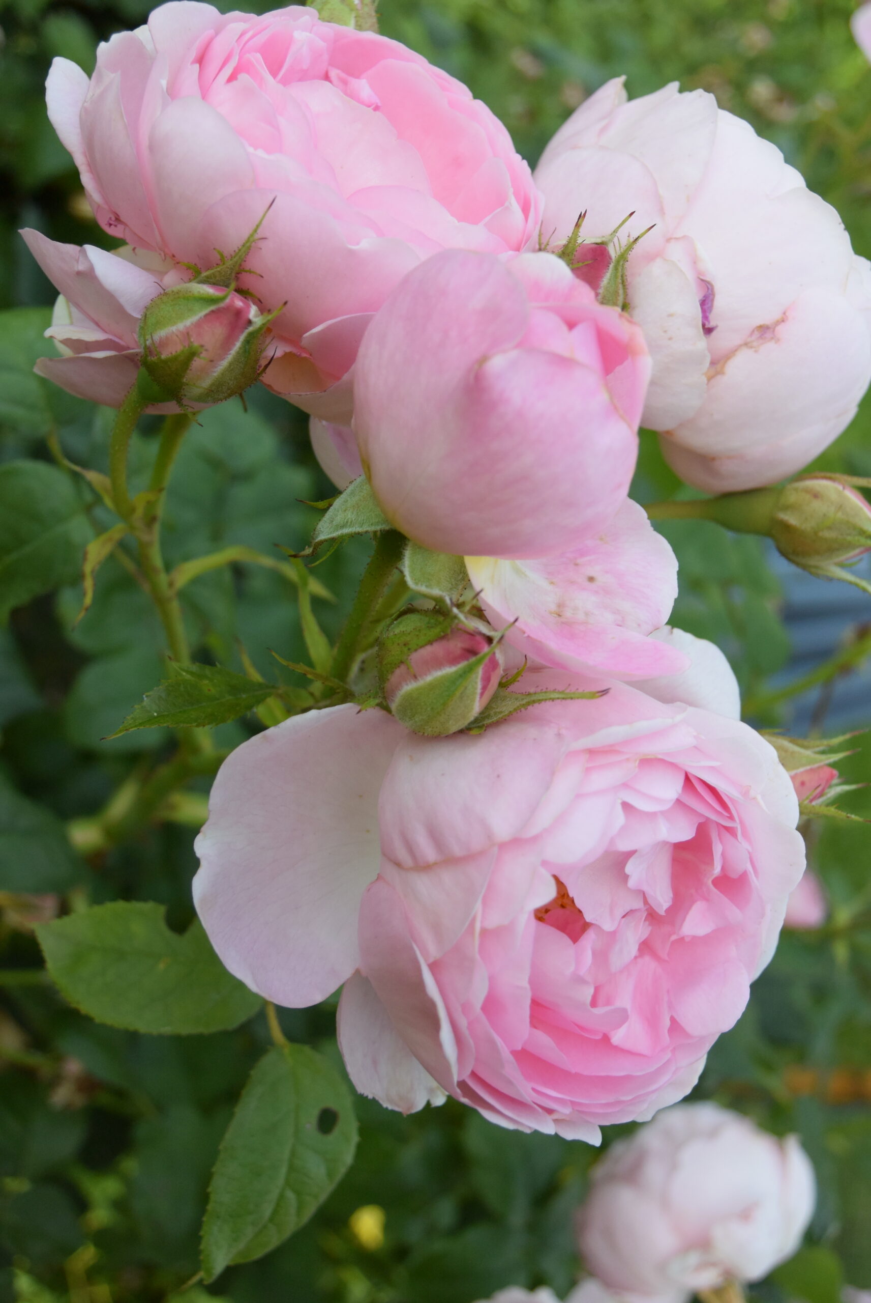 Newsletter Juni